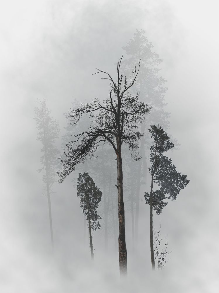 Photograph by T. Bondarenko