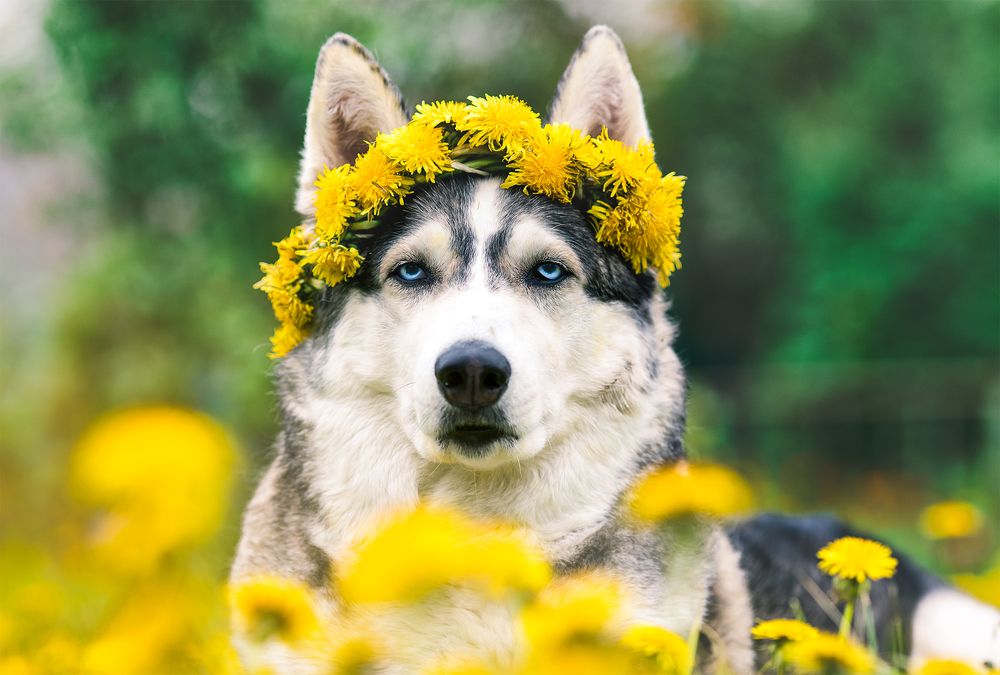 Photograph by Светлана Гущина