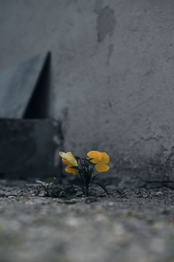 Photograph by Гюзель Даугуль