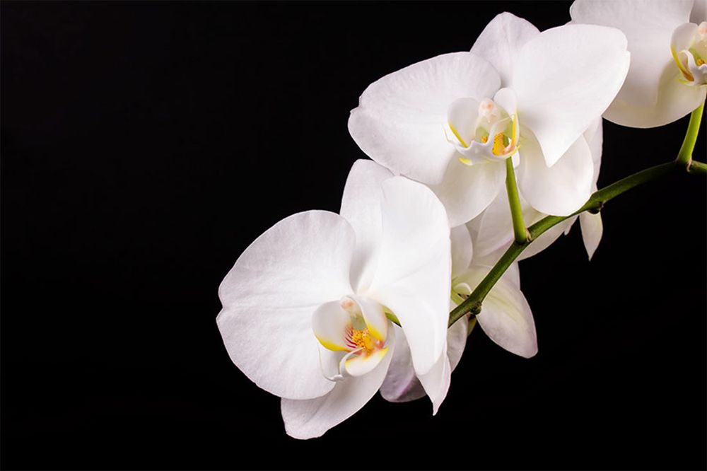 Photograph by Анна Петренко-Лопатина