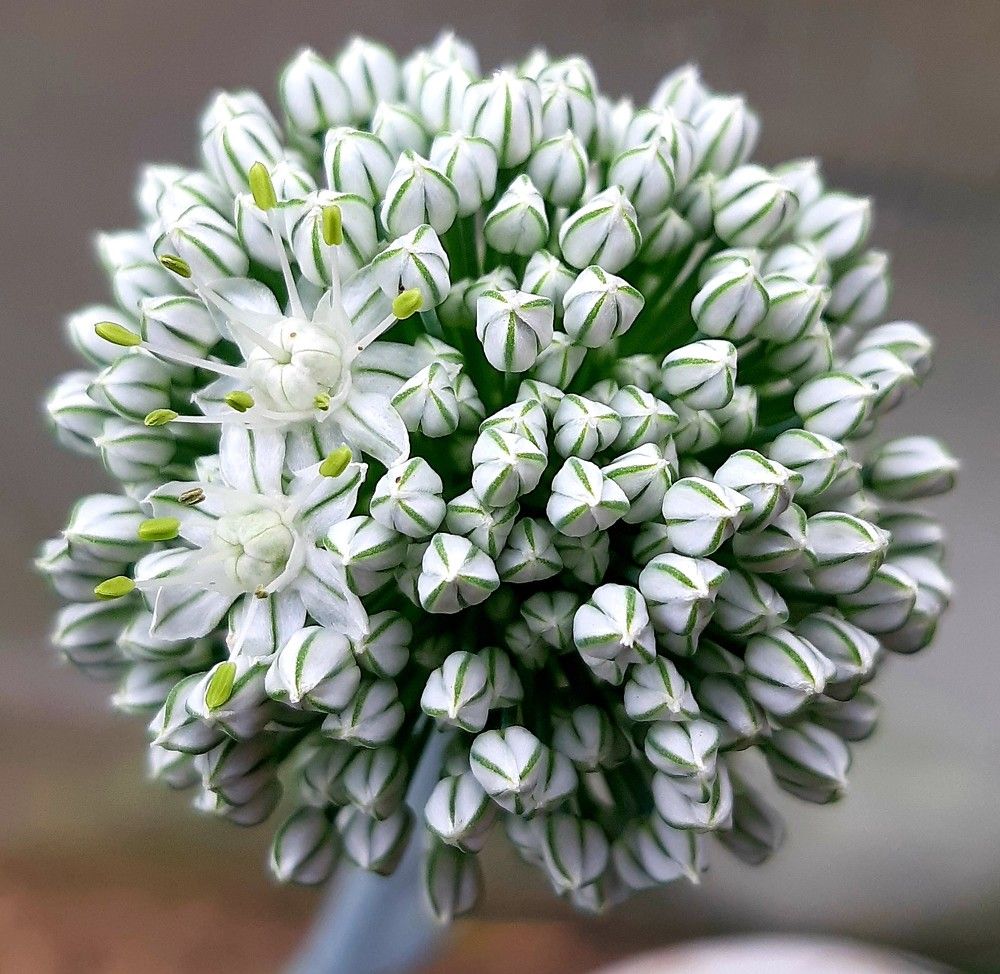 Фотография автора Ирина Лукьянчик