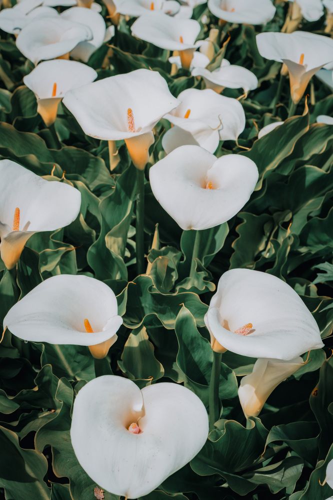 Photograph by Natalia