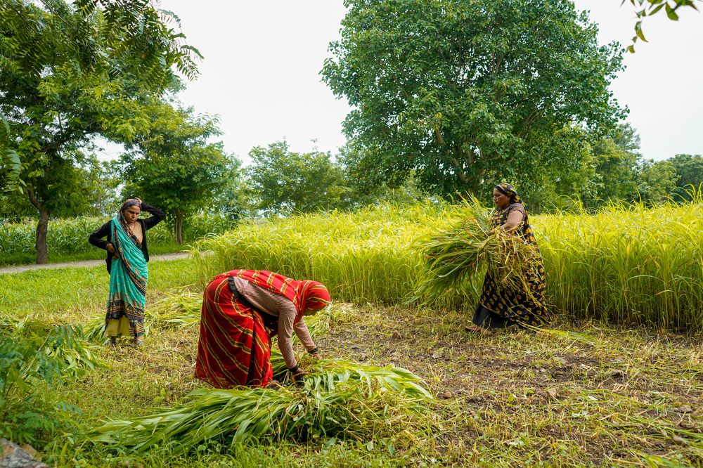 Фотография автора Mohammad Asif