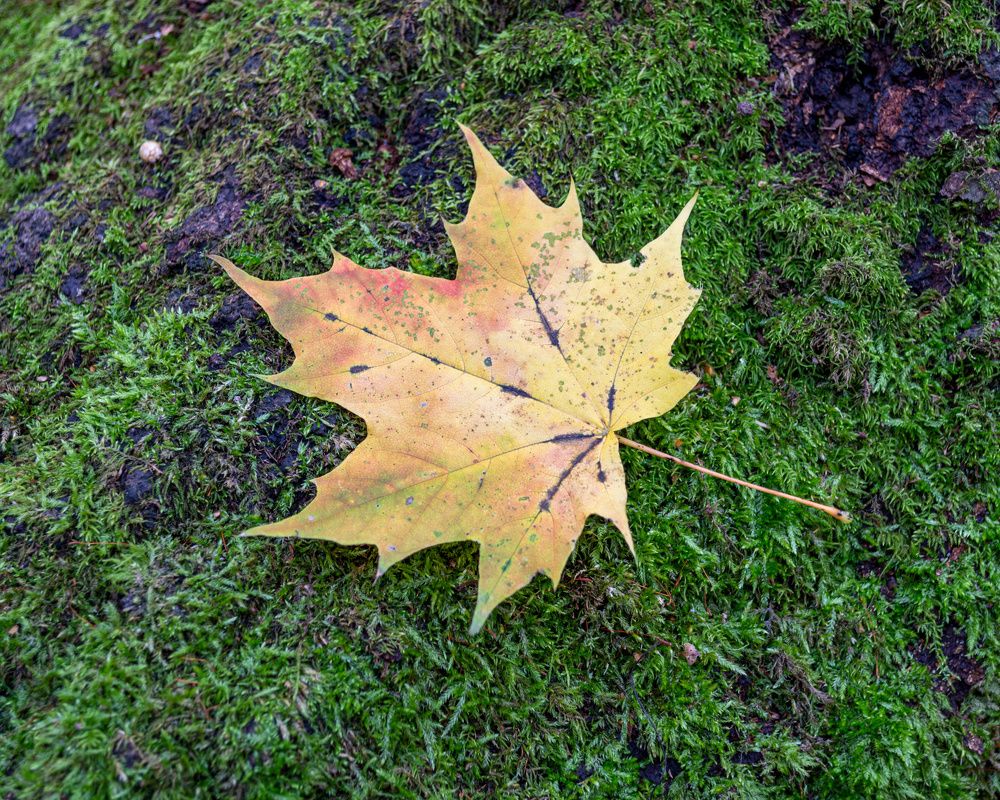 Photograph by Валерий Петухов