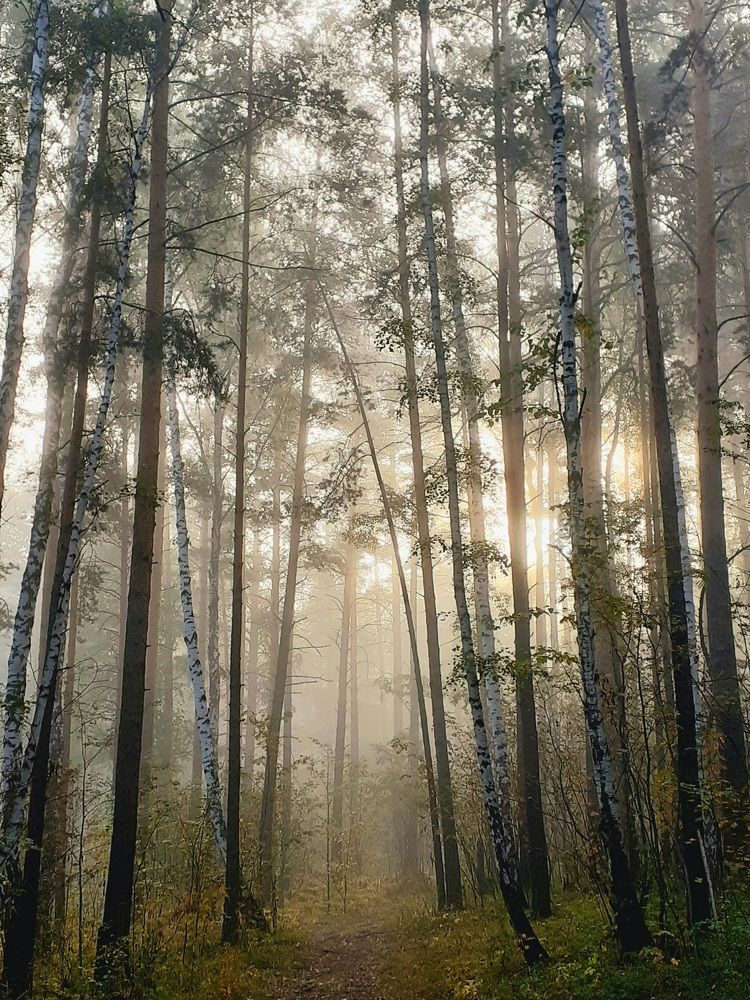 Photograph by Ирина Пичугина