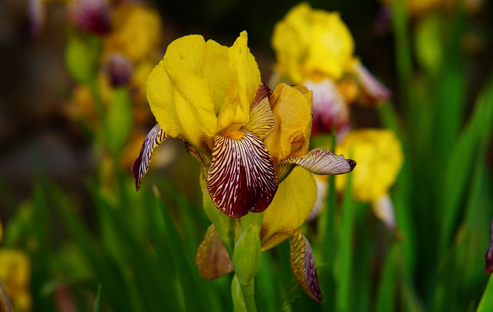 Photograph by Марина Вильдяева