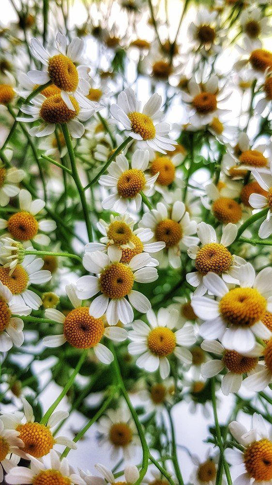 Фотография автора Дана Богинская