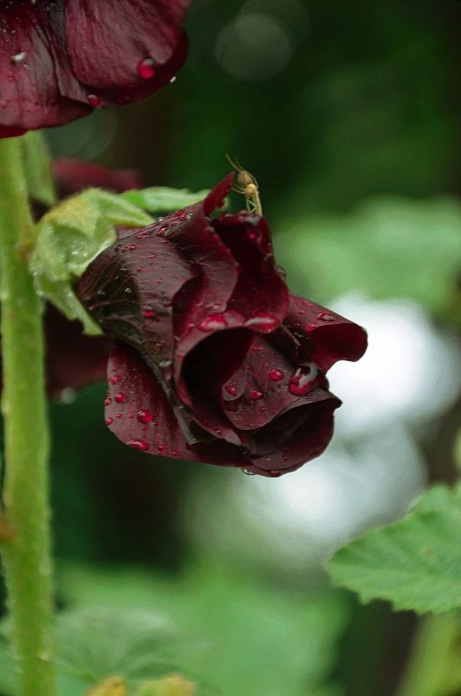 Photograph by Мария Зыкова