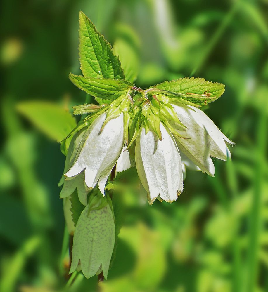 Колокольчик точечный