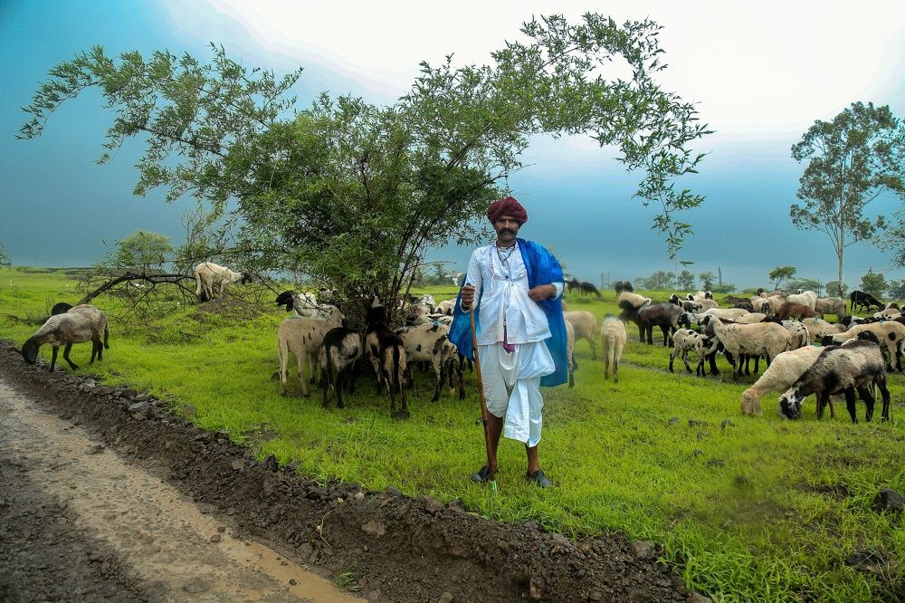 The Shepherd's story