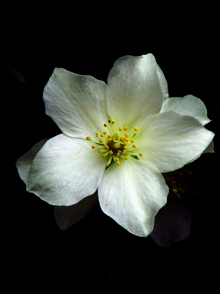 Photograph by Марина Канавченко