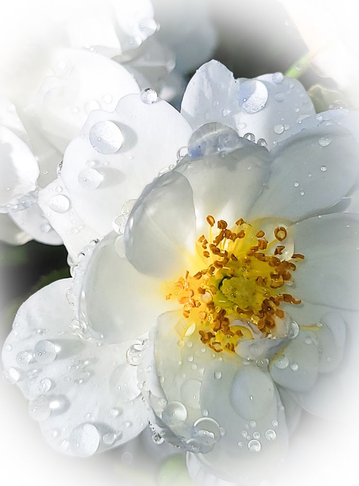 Photograph by Вера Крутилина