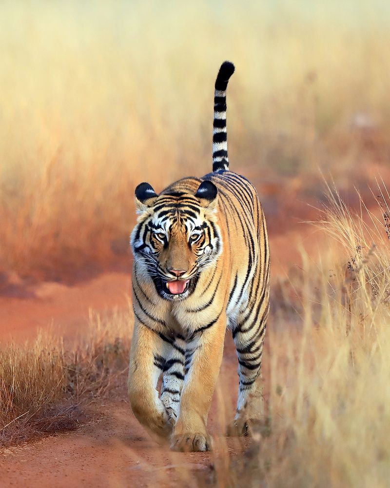 Staring Dangerously.