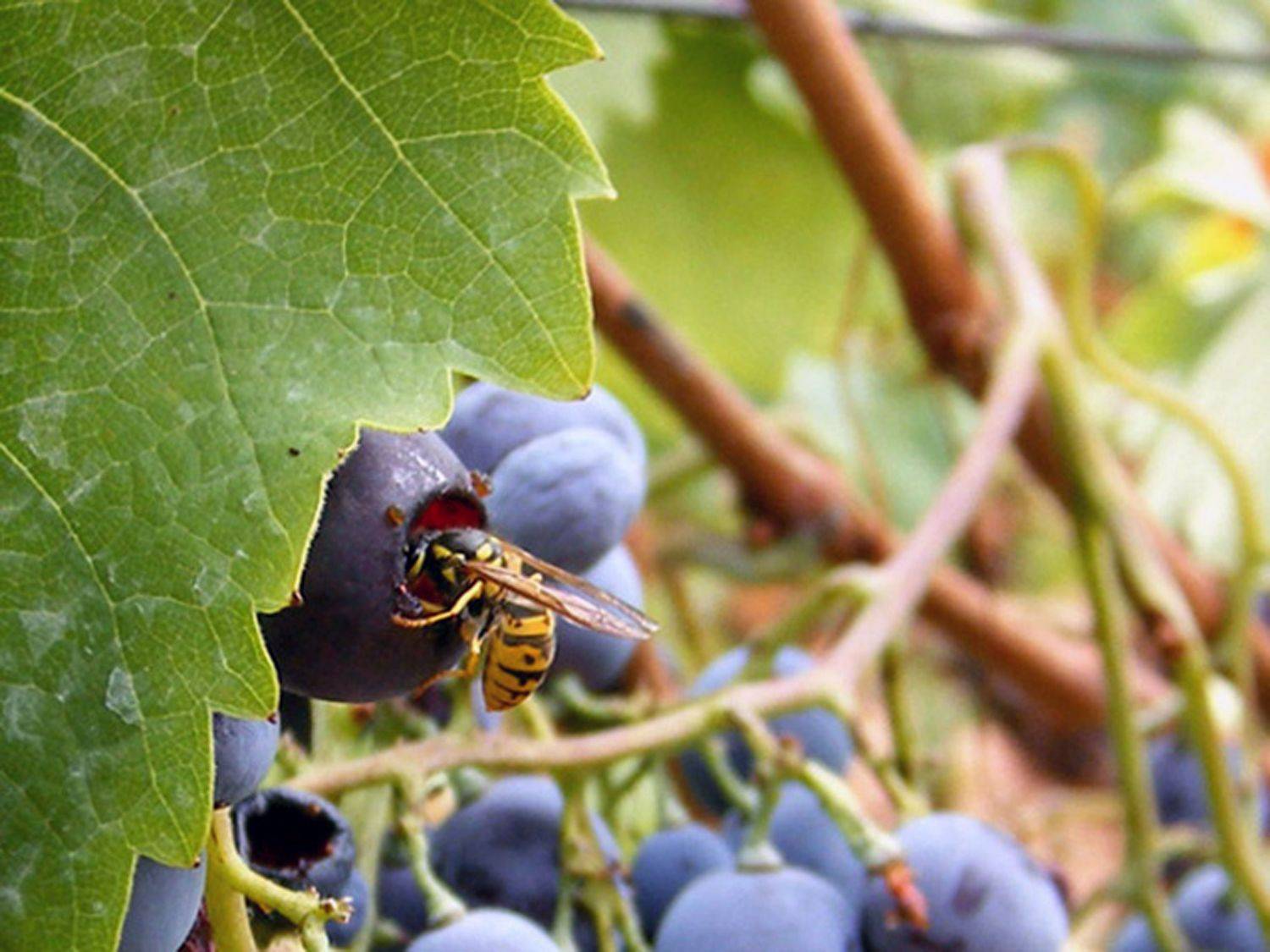 Wasp