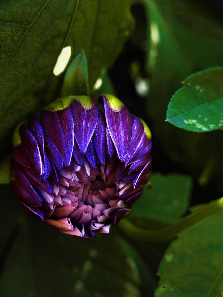 Photograph by Bragadeesh R