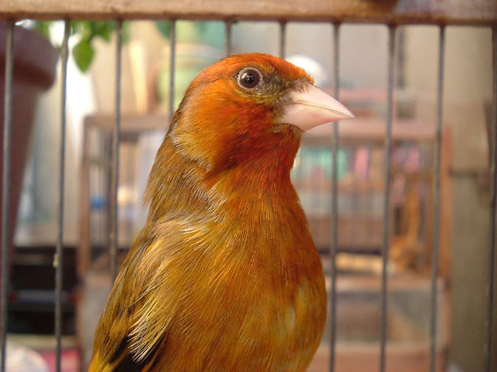 Bird hybrids