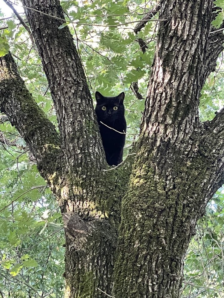 Хочу быть совой.