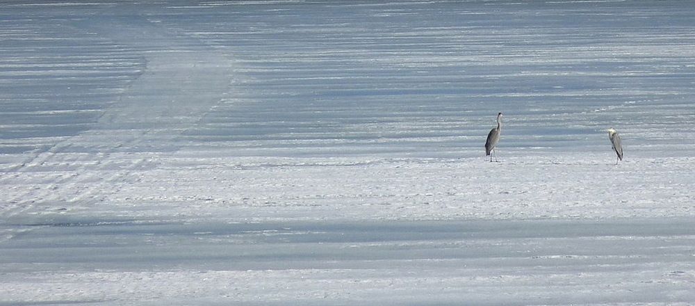 Photograph by Игорь Меньшенин