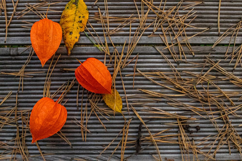 Фотография автора АНАСТАСИЯ ЛЕВИНА