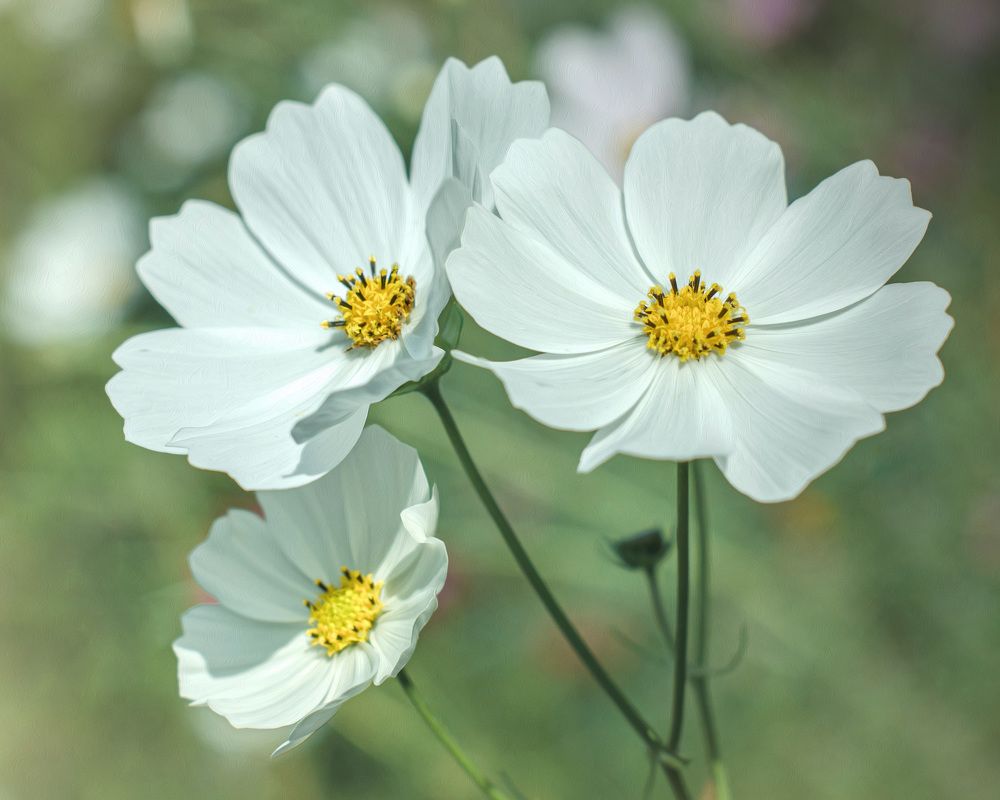 Photograph by LYUDMYLA POKRYSHEN