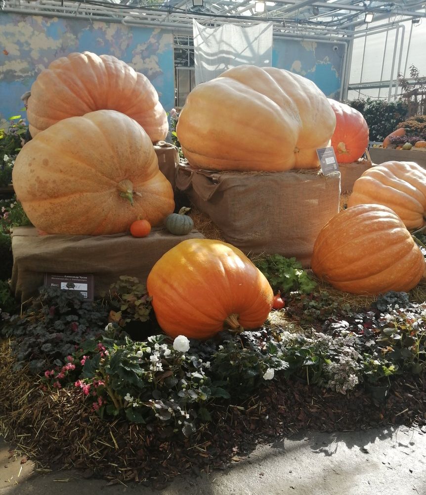 Photograph by Татьяна Ненюхина