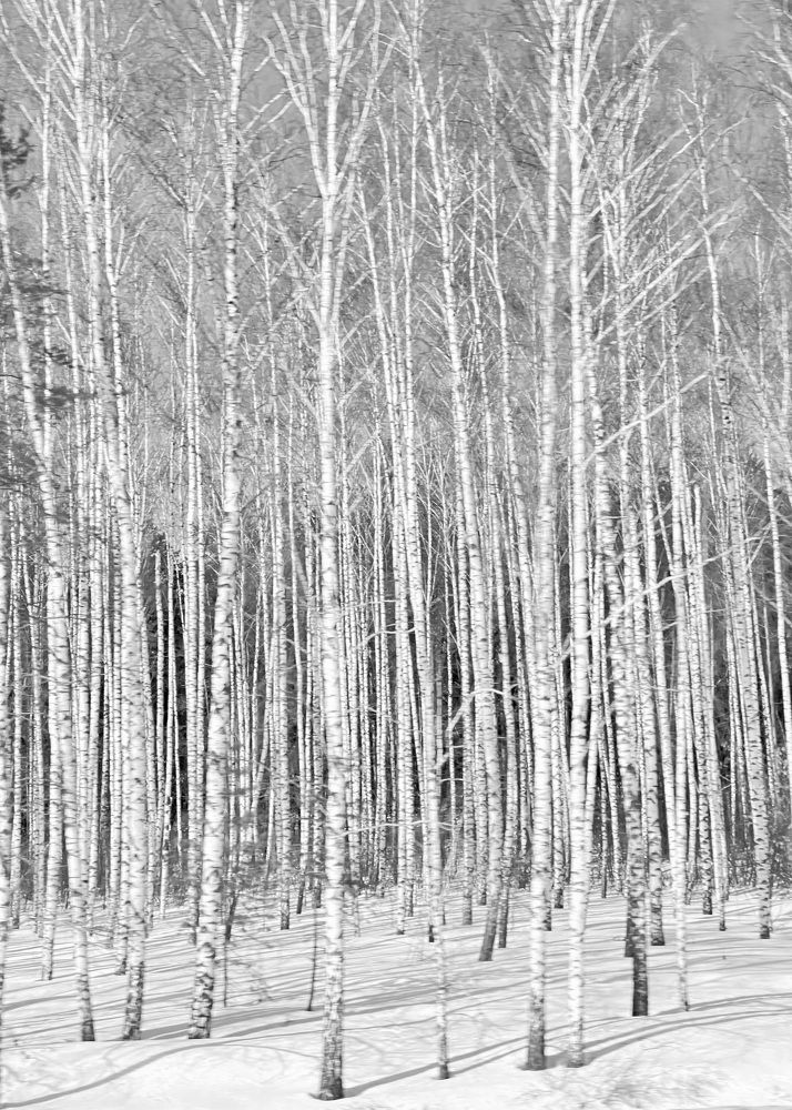 Фотография автора ГУЗАЛИЯ ГАНИЕВА