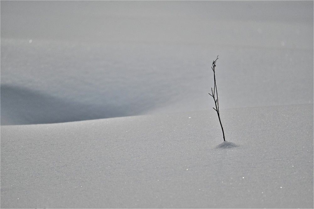 Фотография автора IRINA FILIPPOVA