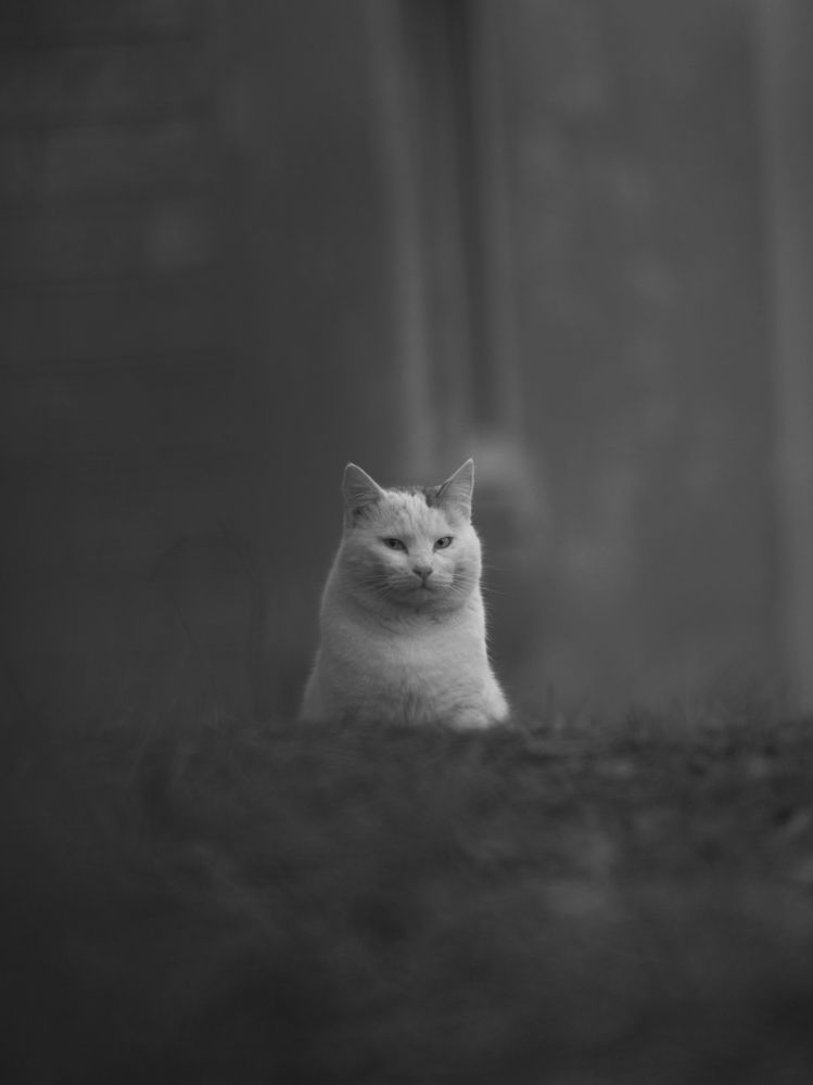 Photograph by 