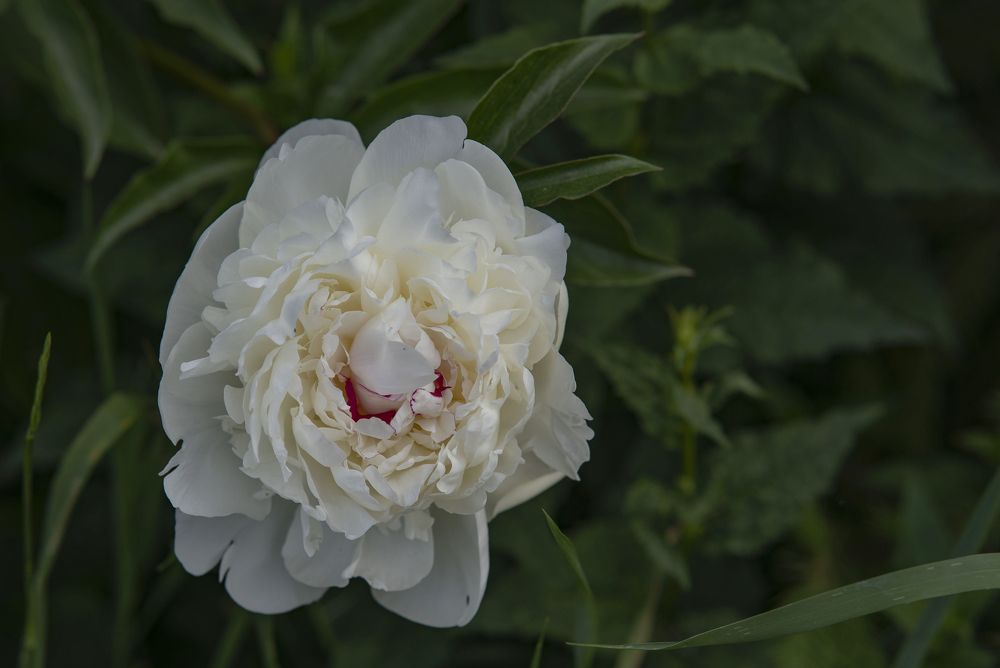 Photograph by Марина Вильдяева