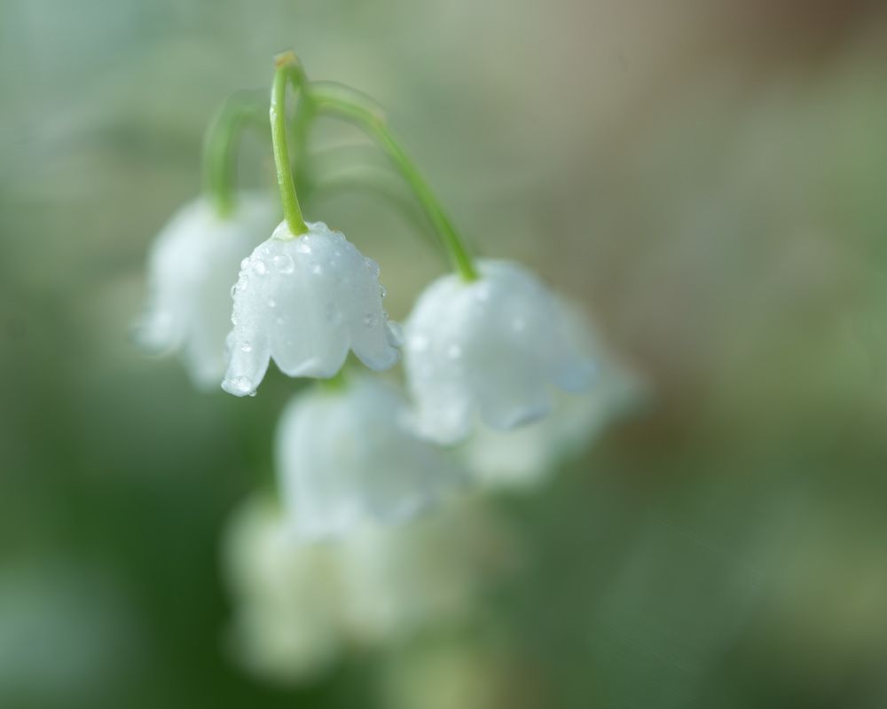 Photograph by LYUDMYLA POKRYSHEN