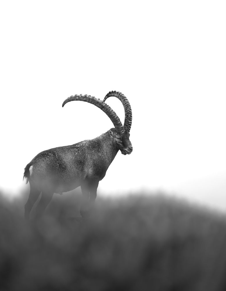 Фотография автора Nicolas Facchini