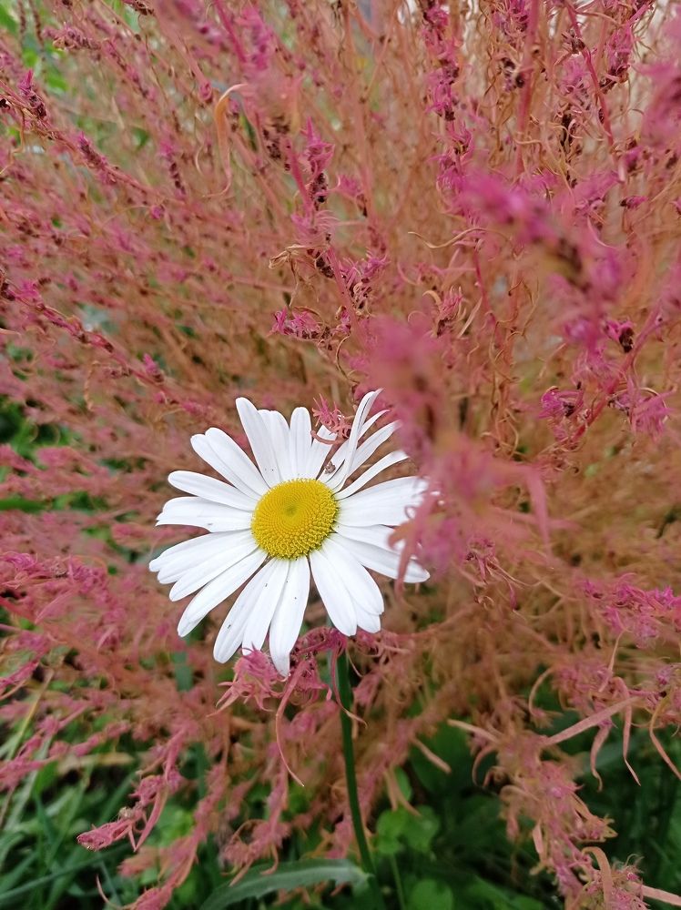 Photograph by Ирина Немкина