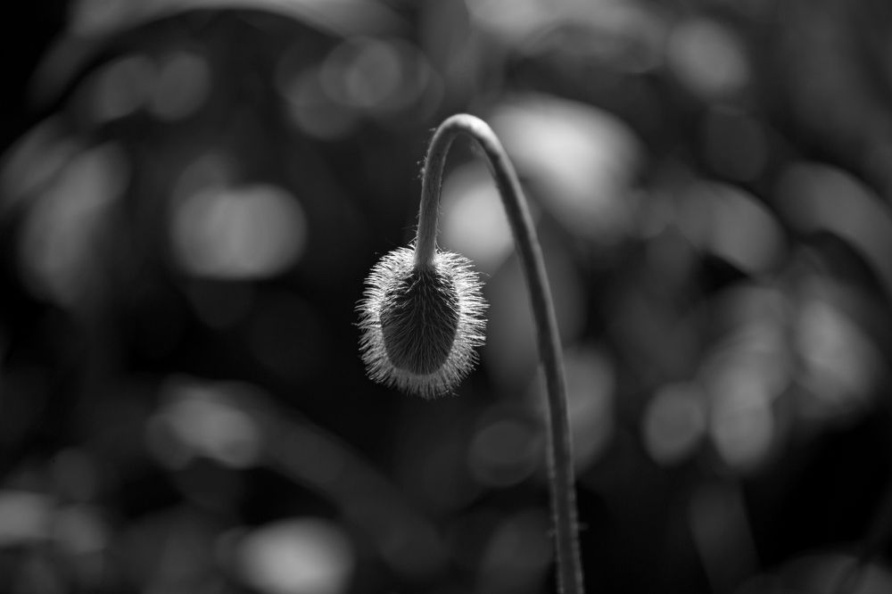 Одинокий бутон.