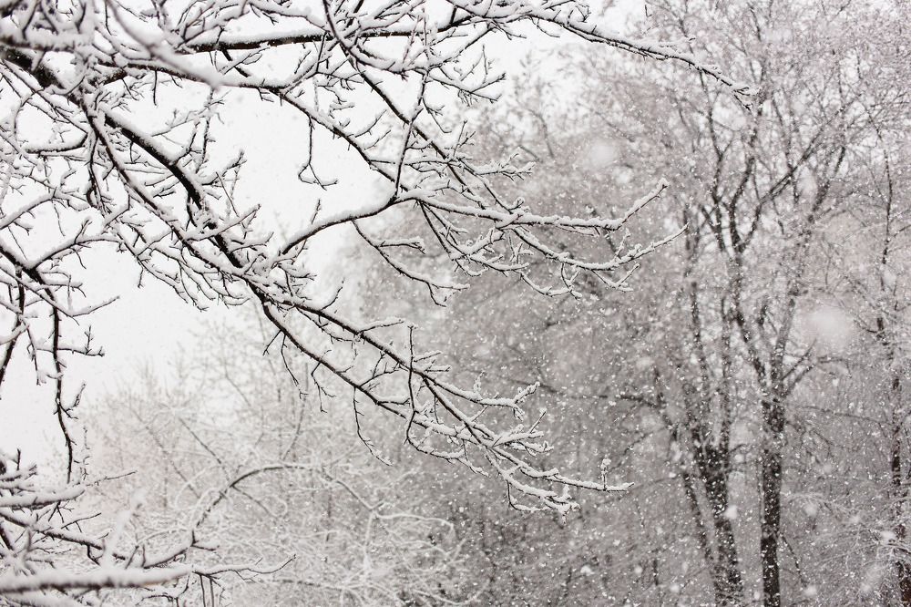 Photograph by Ольга Саламахо