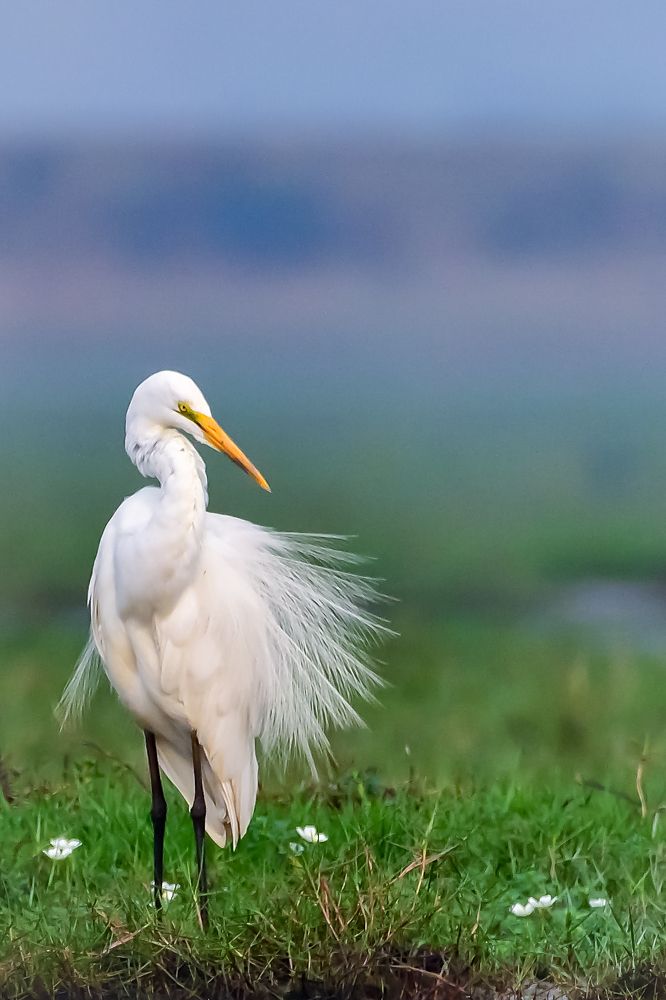 Photograph by Irene Chattopadhyay