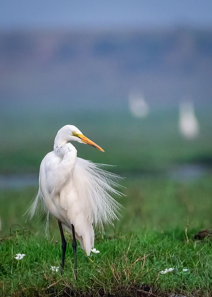 Photograph by Irene Chattopadhyay