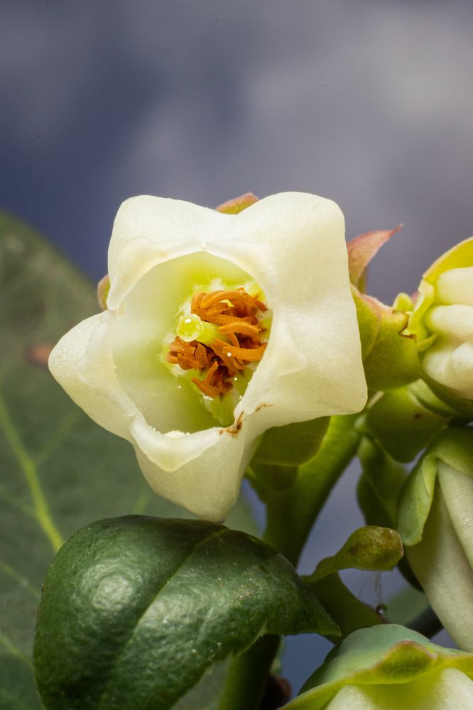 Photograph by Sebastián Bedoy