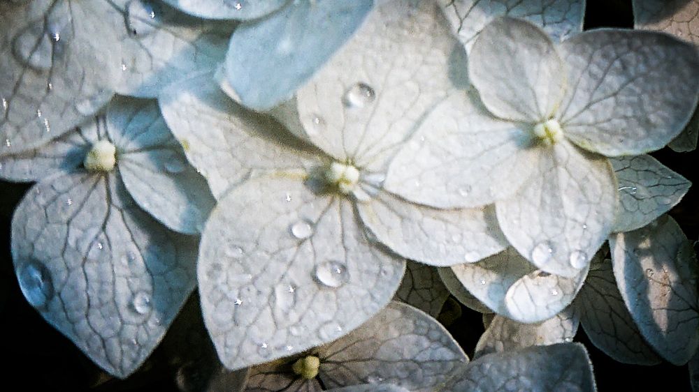 Фотография автора Elena Ku