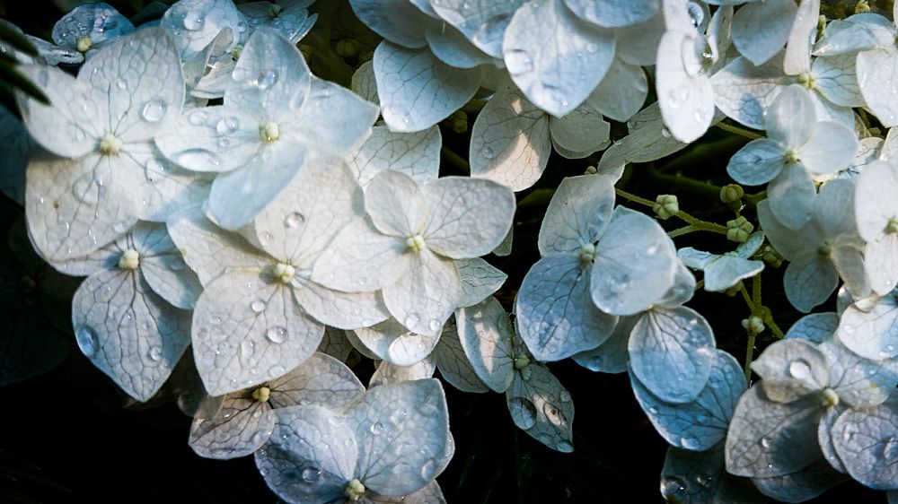 Фотография автора Elena Ku