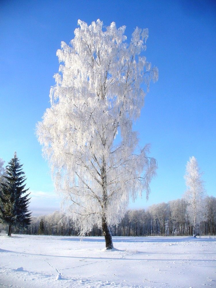 минус 27 по цельсию
