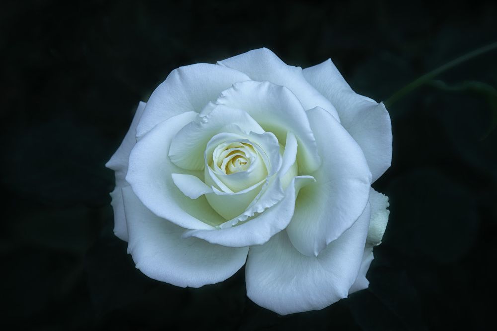 Photograph by Татьяна Колесникова