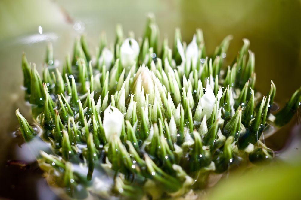 Photograph by Олег Терешкин