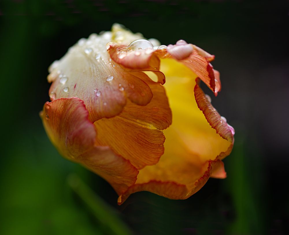 Photograph by NADEZHDA PELYMSKAIA