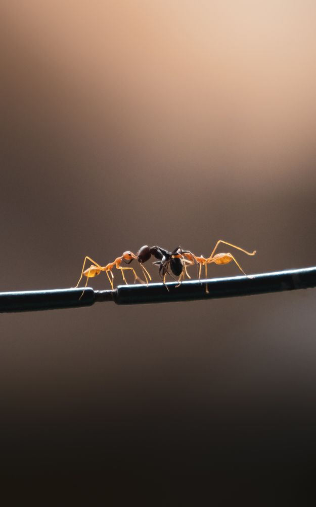 Photograph by Abhijith A S