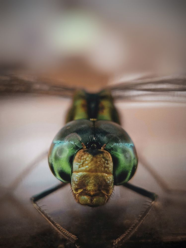 Photograph by Abhijith A S