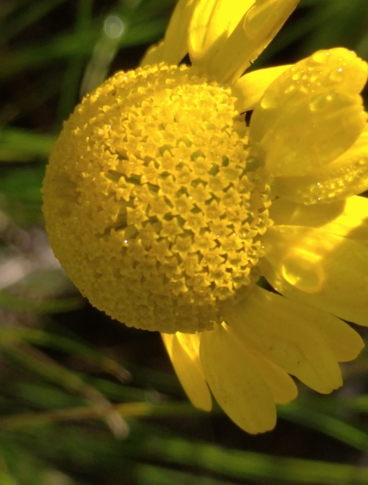 Photograph by Елена Коробченко