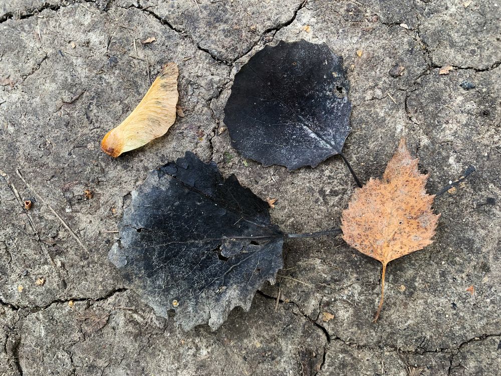 черные листья