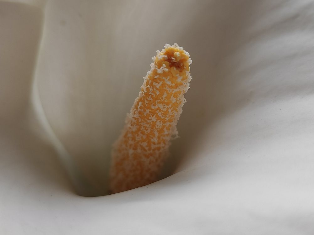 Photograph by Сидорова Ирина