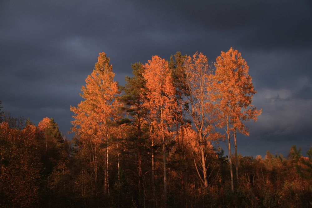 Фотография автора Анастасия Зверева