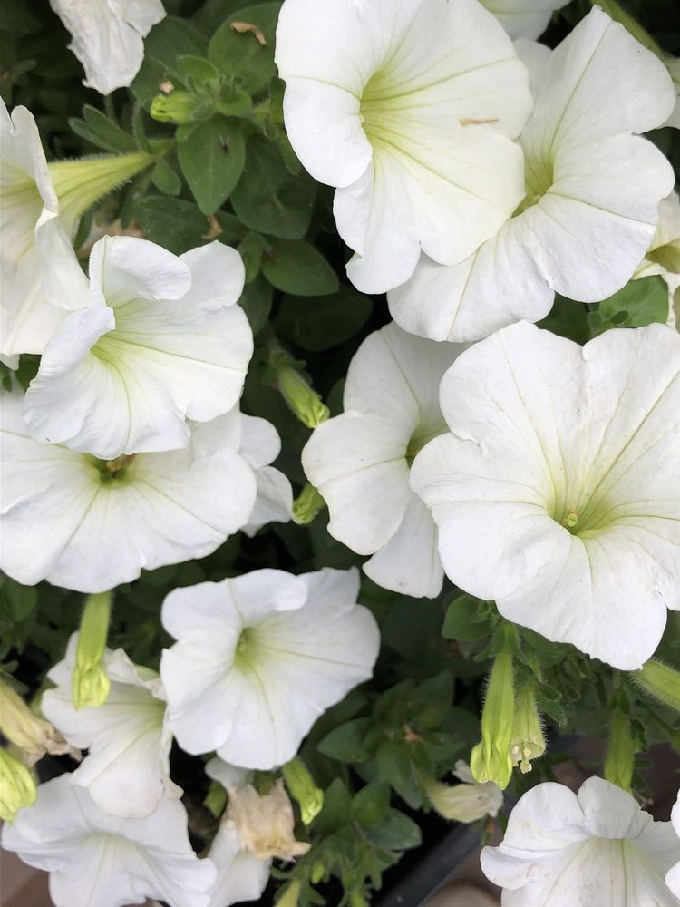 Photograph by Zulfira